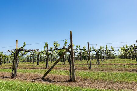 Typical vineyard in spring without fruit on a clear blue sky, Veneto, Italy, Europeの写真素材