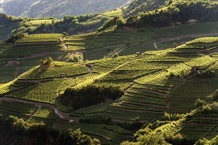 Terraced fields with green vineyards at summer, Italian Alps, Trento Province, Trentino Alto Adige, Italy, Europeの写真素材