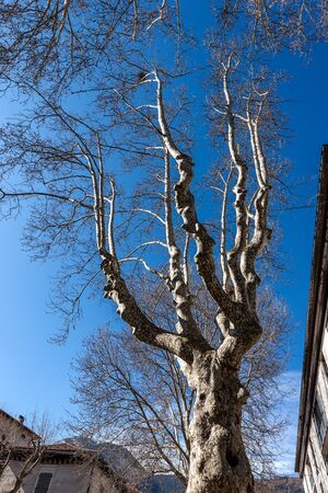 Closeup of leafless plane trees (Platanus) in the city in winter on a clear blue sky. Trento city,...