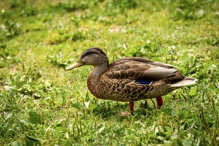 One female of mallard duck (Anas platyrhynchos) standing on a green meadow. Italy, Europeの写真素材