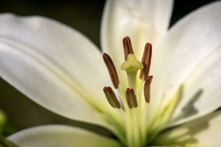 Macro photography of white lily flower in a garden with a dark backgroundの写真素材