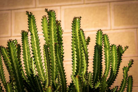 Closeup of a green cactus on an orange wall - Succulent plant, Egypt, Africa