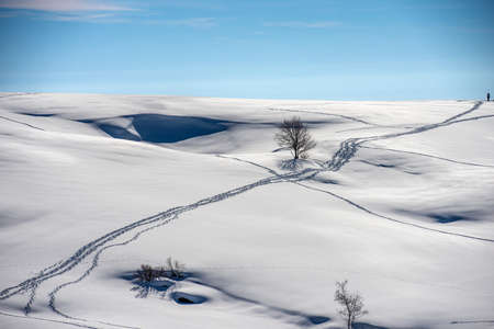 Lessinia Plateau (Altopiano della Lessinia) in winter with snow and bare trees. Regional Natural Park, near Malga Gaibana and Malga San Giorgio ski resort, Verona Province, Veneto, Italy, Europe.の写真素材