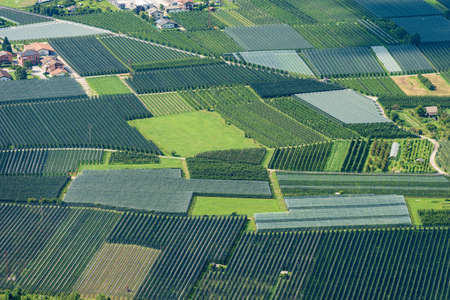 Aerial view of many apple orchards with anti-hail netting in summer in Valsugana or Sugana Valley,...