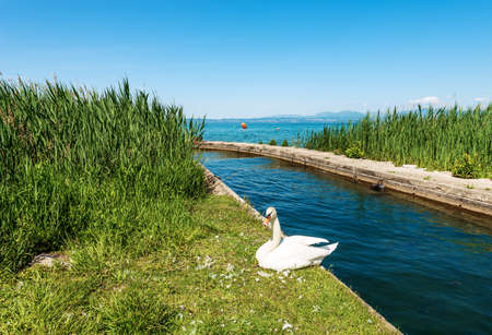 White mute swan on the lakeshore of Lake Garda (Lago di Garda). Green reeds, near the small village of Bardolino and Lazise, Tourist resort in Verona province, Veneto, Italy, Europe.の写真素材