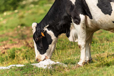 Close-up of a white and black cow grazing in mountain, Italian Alps, south Europeの写真素材