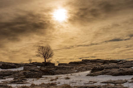 Single bare beech tree and rock karst formations on Lessinia Plateau Regional Natural Park...
