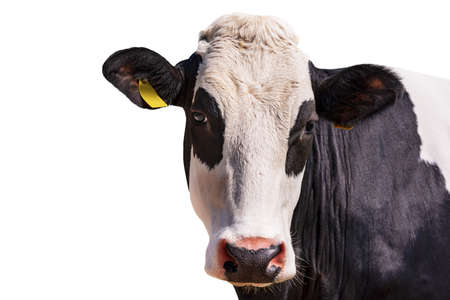 Closeup of a White and black head of a cow isolated on white background. Alps, Italy, south Europe.の写真素材