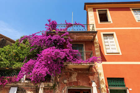 Beautiful bougainvillea with purple flowers in downtown of Monterosso al Mare village, Cinque Terre...