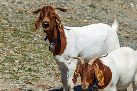 Close-up of two white and brown horned mountain goats with cowbell, Carnic Alps, Feistritz an der Gail municipality, Carinthia, Carnic Alps, Austria, central Europe.の写真素材