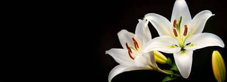 Extreme close-up of two white lily flowers on black background with copy space. Generative Ai.の素材