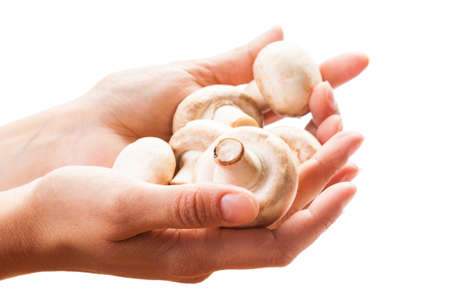 White female hands holding champignon mushrooms on white background.の写真素材