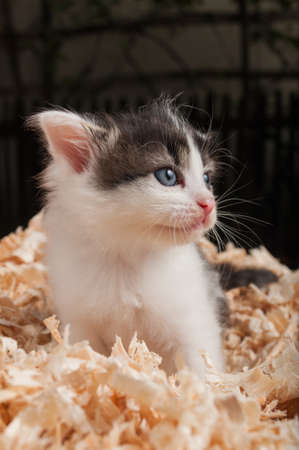 Baby cat  looking sad between wooden scrapの写真素材