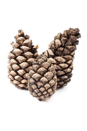 Pine cones isolated on white background