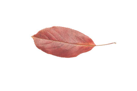One single autumn red leaf isolated on white backgroundの写真素材