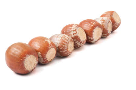 Beautiful autumn acorns aligned on white background