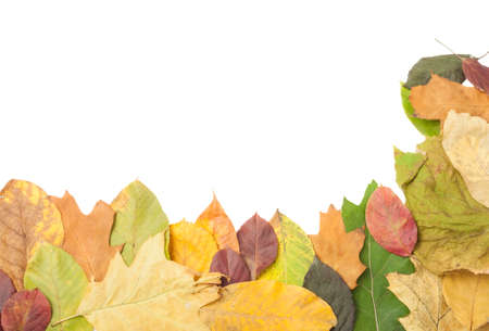 Border or frame of autumn fall leaves with on white copy space areaの写真素材