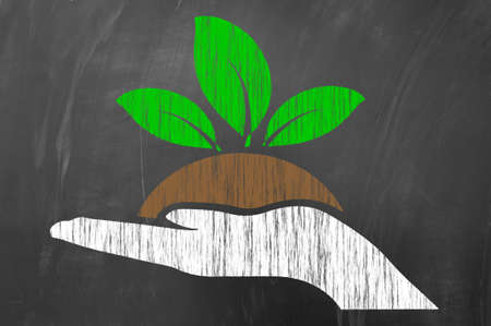 Hand holding plant or seedling as agriculture concept draw on blackboard or school chalkboardの写真素材