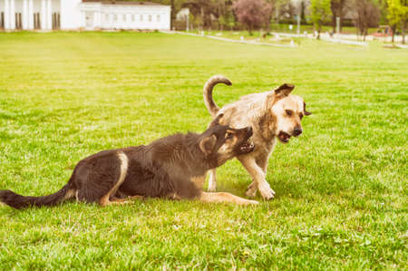 Funny dogs playing with each other on grass in the park on summerの写真素材