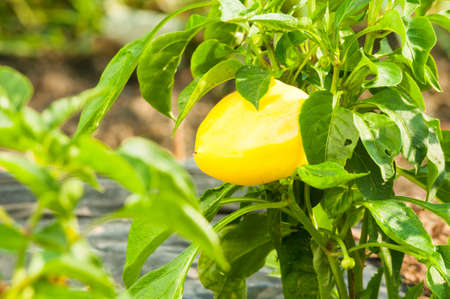 One yellow organic pepper ripen in the sun with text advertising areaの写真素材