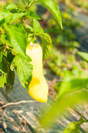 One organic yellow pepper in sun light with copy text spaceの写真素材