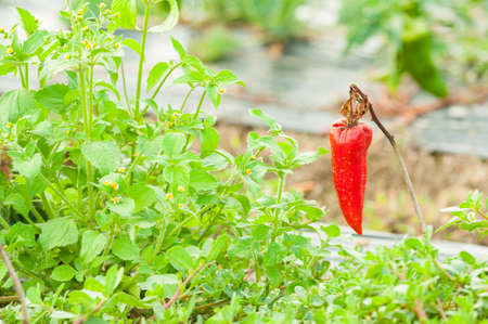 Dry red pepper with rusty leaves affected by disease as eco agriculture concept with copy text spaceの写真素材