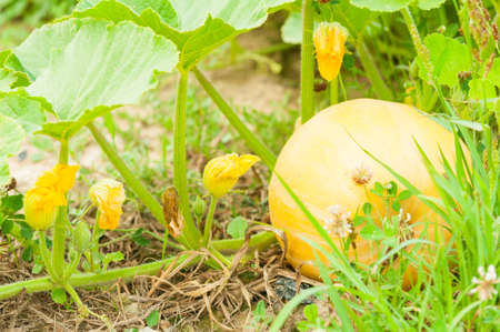Close-up of yellow organic pumpkin in eco farm outdoor as bio agriculture conceptの写真素材