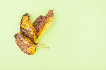 Dry and rusty tree leafs on green background with text space as autumn season concept