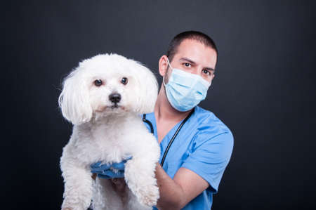 Selective focus of veterinary posing with white dog cute on black backgroundの写真素材