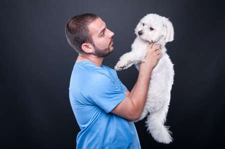 Veterinary wearing scrubs holding cute white dog for consultation on black backgroundの写真素材