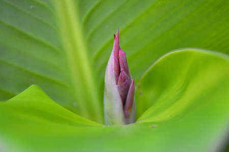 Flower zoom