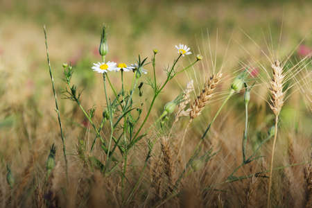 Chamomile in the Ryeの写真素材