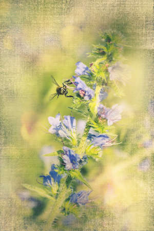 Vipers bugloss pollinated by a wasp - Echium vulgareの写真素材