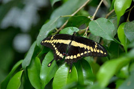 Giant Swallowtail butterflyの写真素材