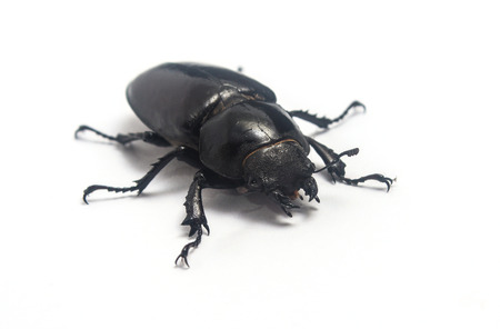 Female stag beetle (Lucanus Cervus) isolated on white backgroundの写真素材