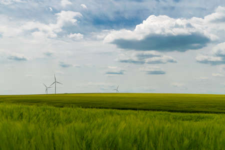 Wind turbines situated in a green wheat field