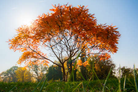 Portrait of an autumn welcoming tree, contre-jour, grass level shot.