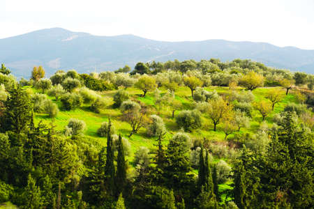 View of a forest and mountains on the Evia island. Panoramic view from above on the olive trees,...