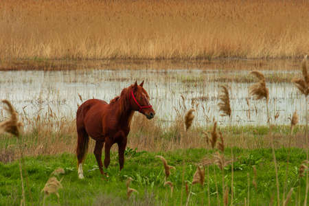 Portrait of brown horse near marsh with dry caneの写真素材