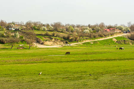 Aerial view of green field with animals and cabins. Photo of a village over the hill and field with horses and stork.の写真素材