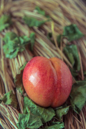 Nectarine on dried straw with green leaves
