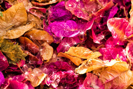 Multi colored leaves on ground with dandelions