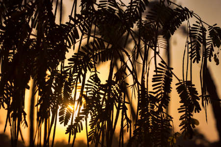 Silhouette of plant at sunset in sunlight