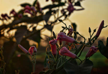 Closed pink morning glory bud in twilight