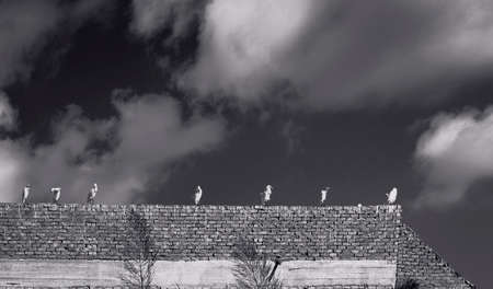 Birds landed on roof in black and whiteの写真素材