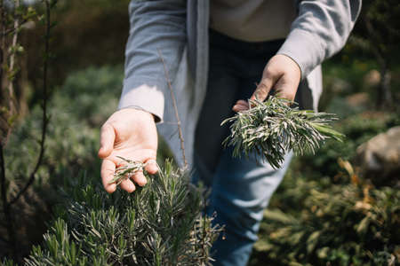 Cropped womans hands picking fresh herbs in backyardの写真素材