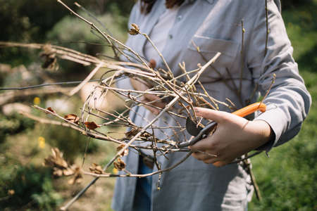 Close-up view of cut branches in female handsの写真素材