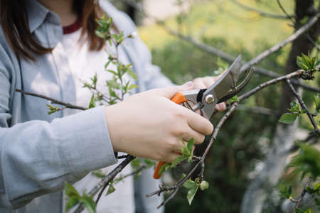 Cropped girl trimming twigs using cutting scissorsの写真素材