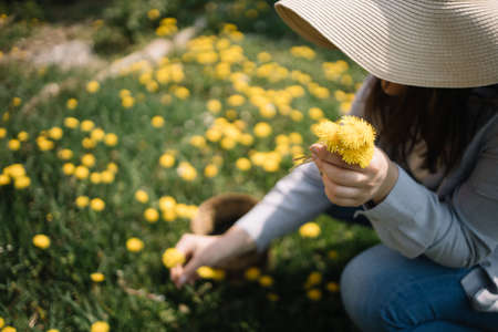 Close-up view of dandelion bouquet in female hands. Out of focus woman holding on focus flower bouquet in meadow with dandelions.の写真素材