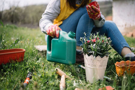 Yard with seeder, pot, handshovel, flowers and watering can. Close-up view of pot with flowers in the garden surrounded with gardening tools and female legs in the background.の写真素材